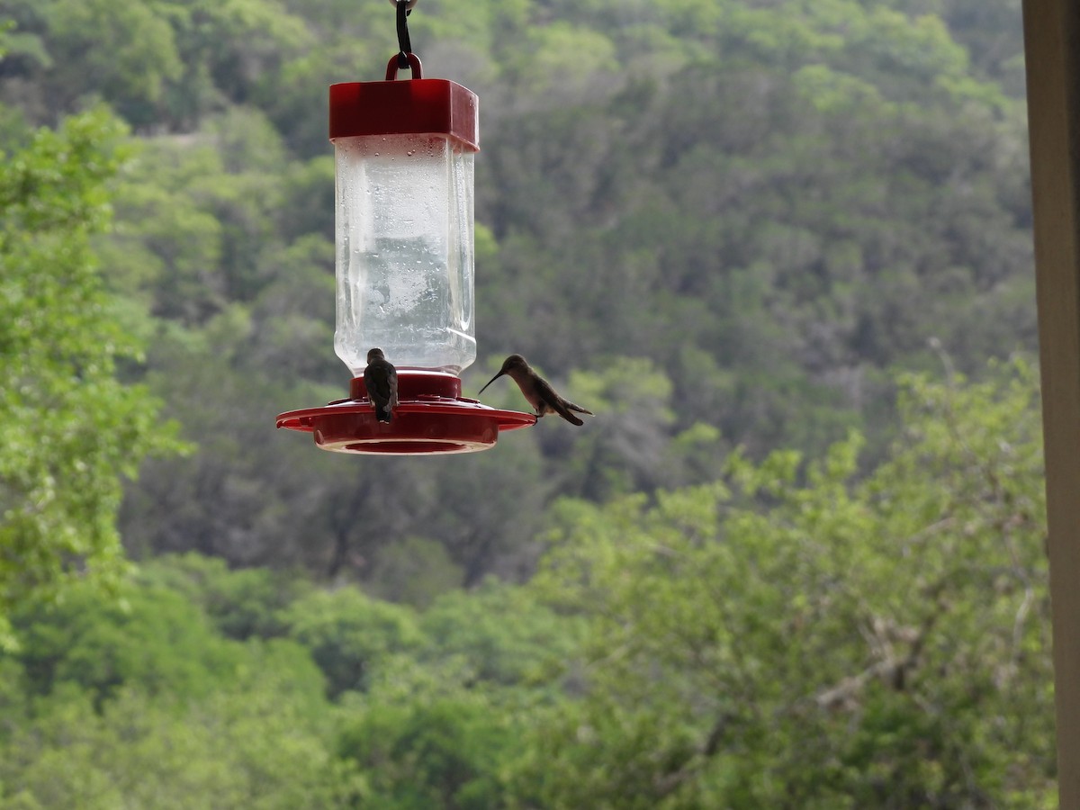 Black-chinned Hummingbird - ML620168640