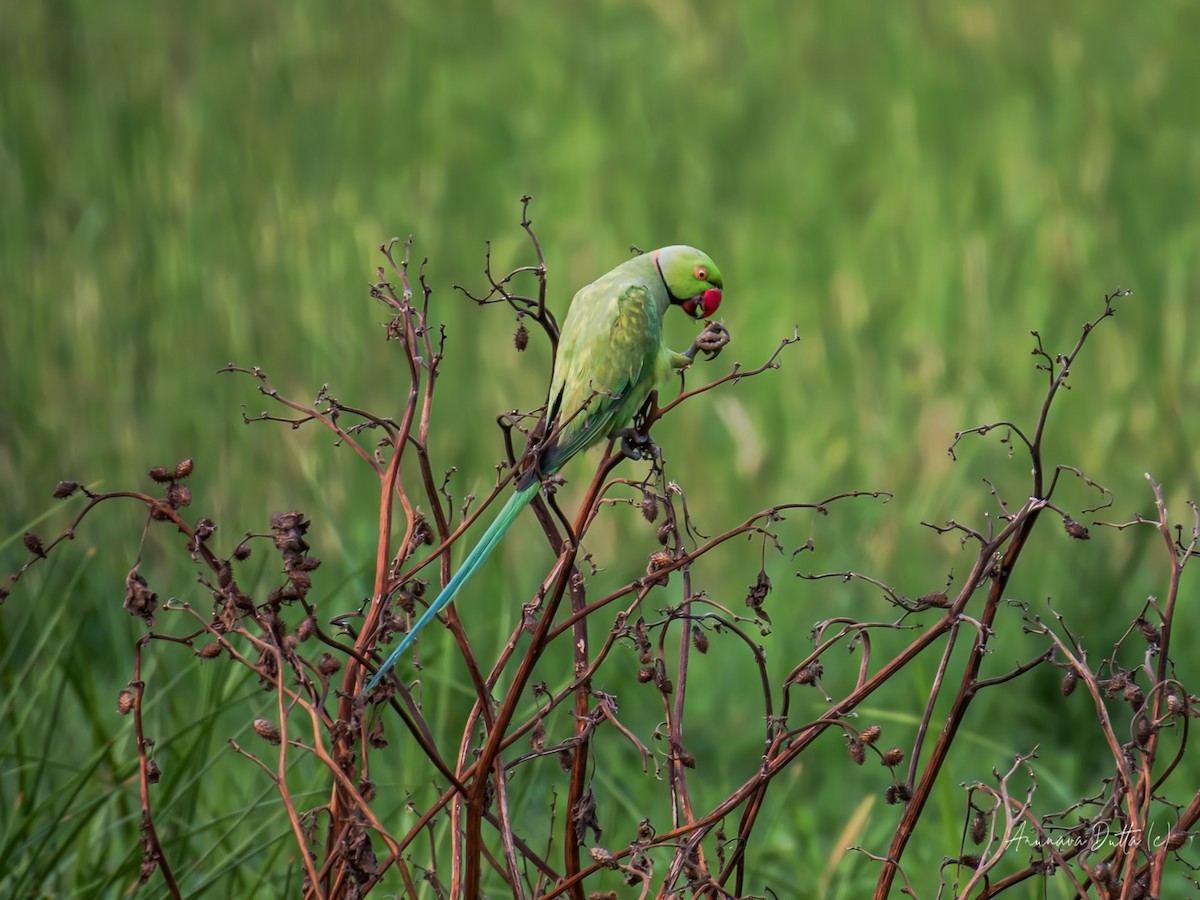 Rose-ringed Parakeet - ML620168642