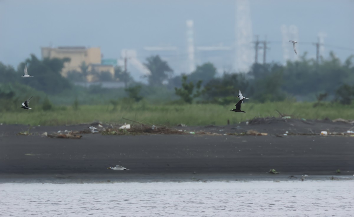 Black Noddy - ML620168644