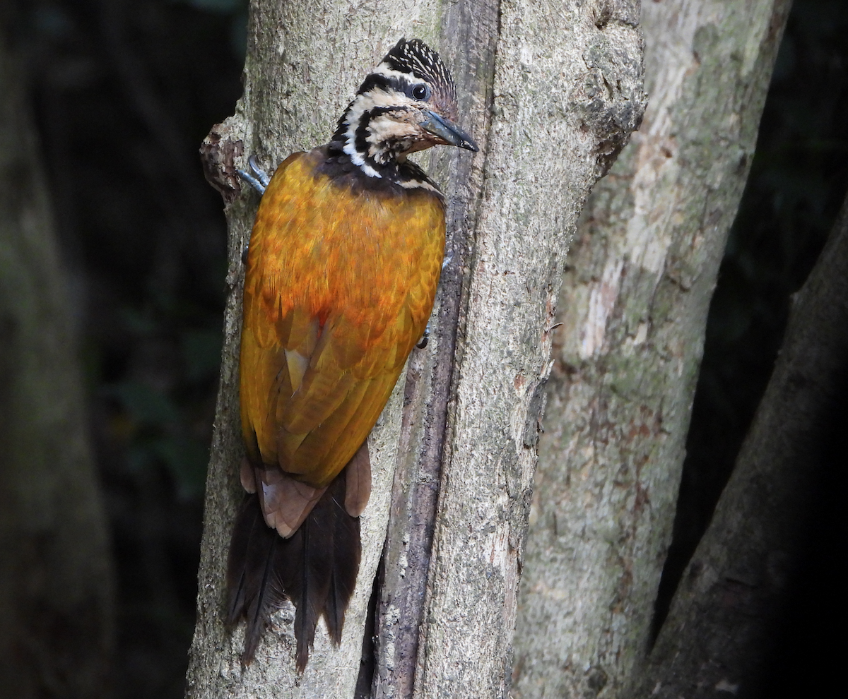 Common Flameback - ML620168646