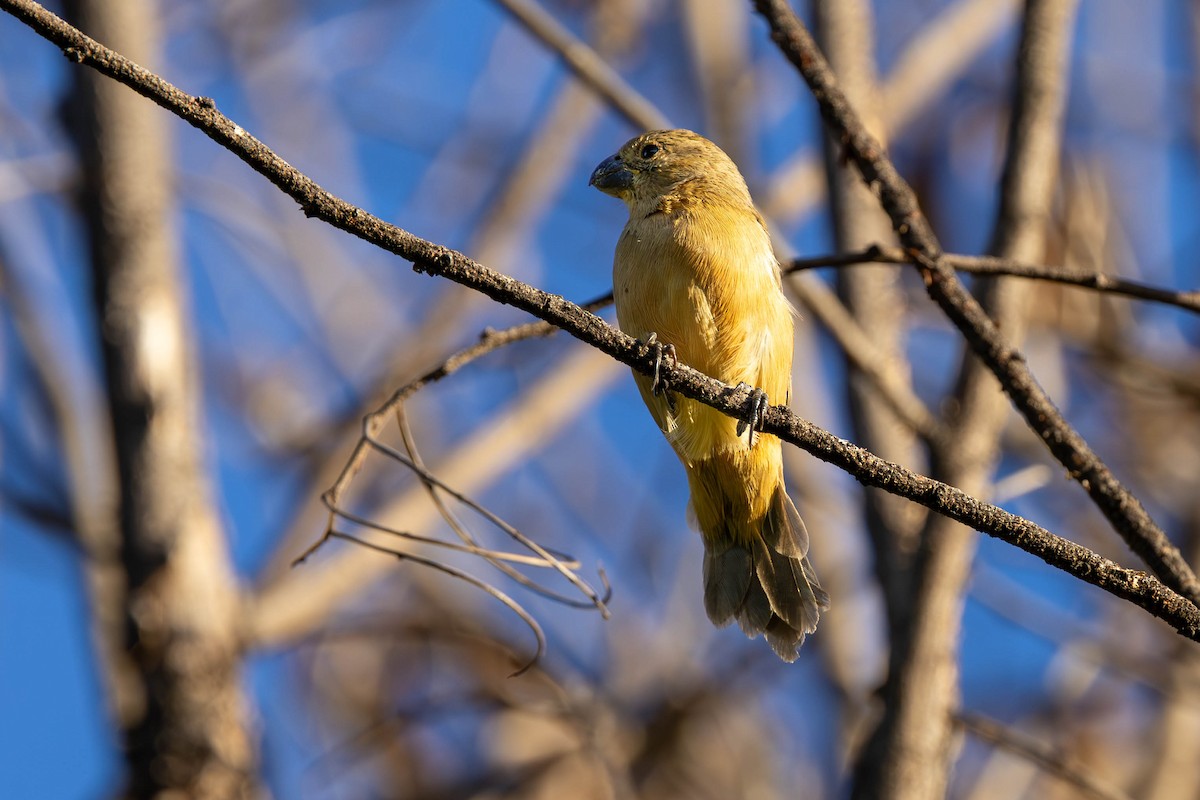 White-bellied Seedeater - ML620168653