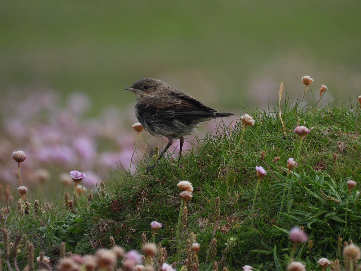 Northern Wheatear - ML620168659