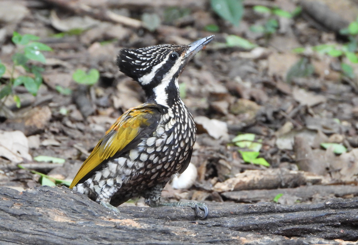 Common Flameback - ML620168661