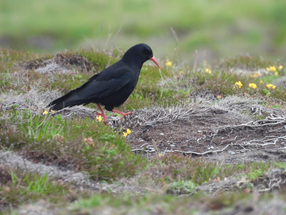 Red-billed Chough - ML620168662