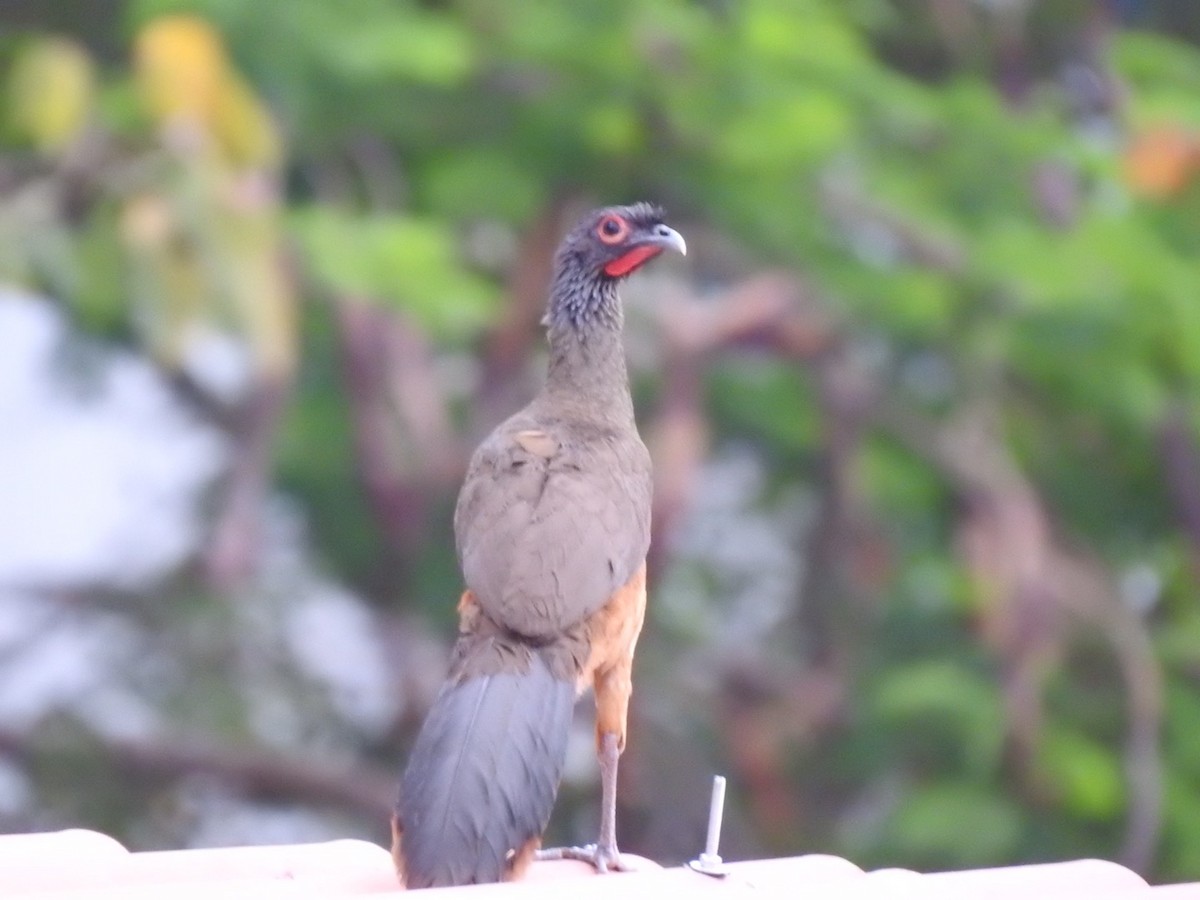 West Mexican Chachalaca - ML620168666