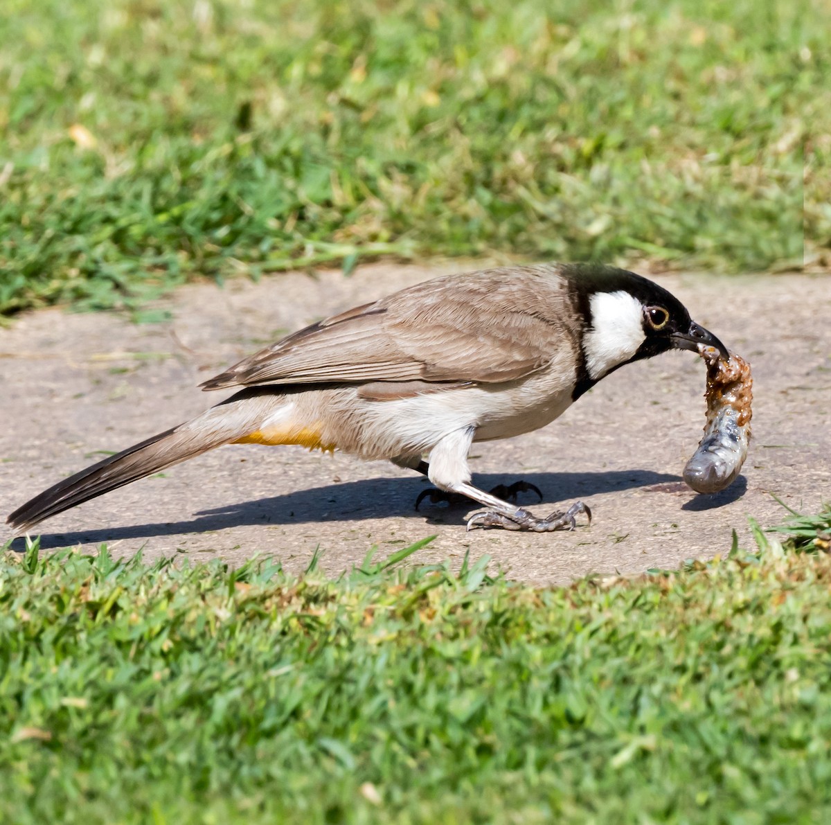 Bulbul à oreillons blancs - ML620168675