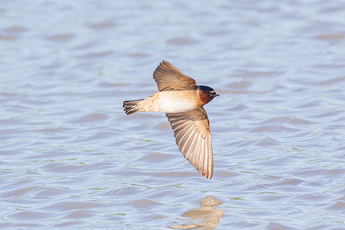 Cliff Swallow - ML620168700