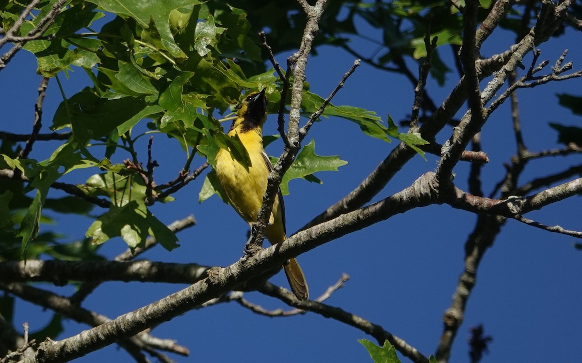 Orchard Oriole - ML620168701