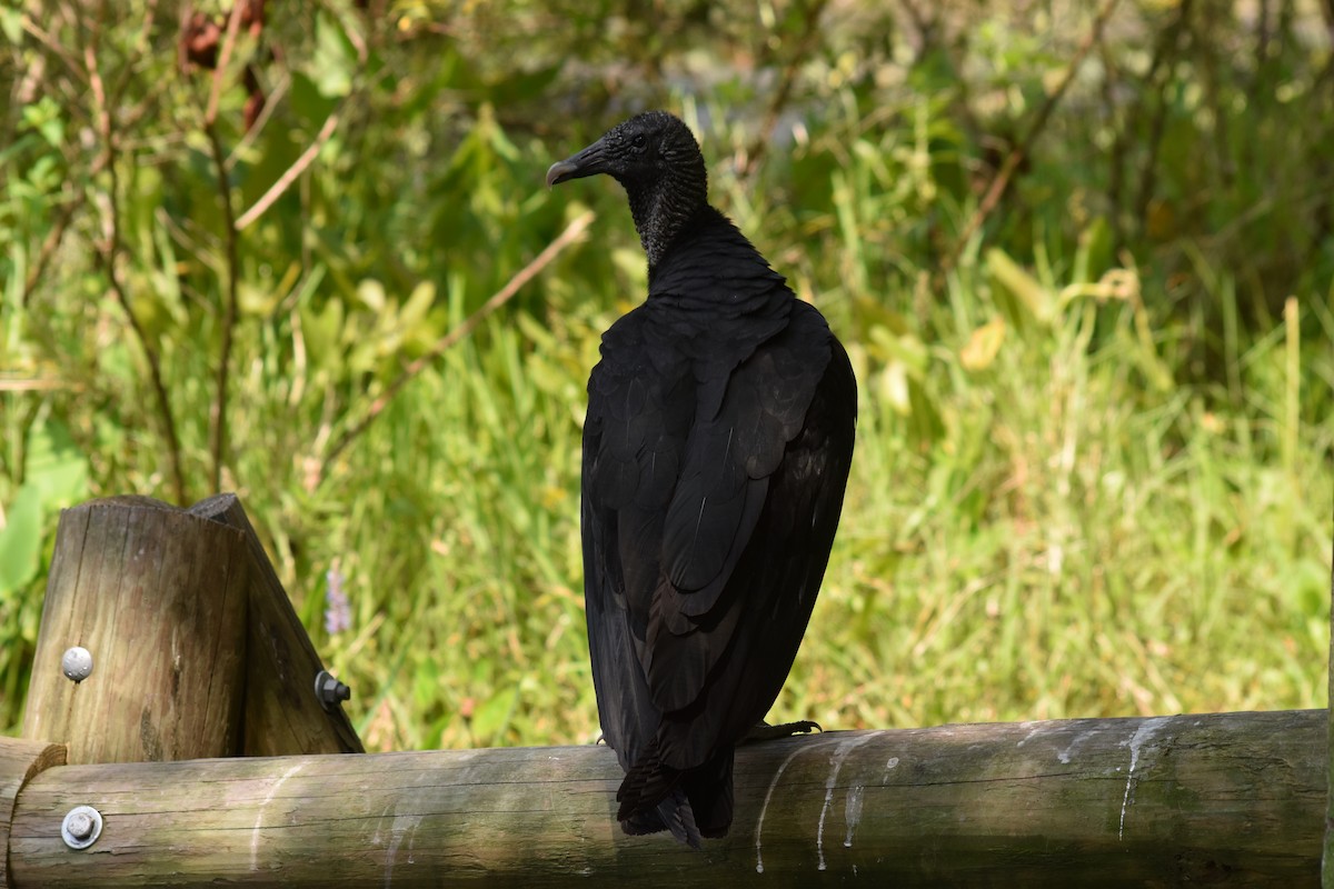 Black Vulture - ML620168702