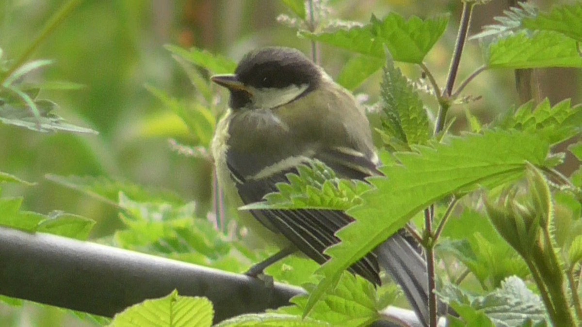 Great Tit - ML620168707