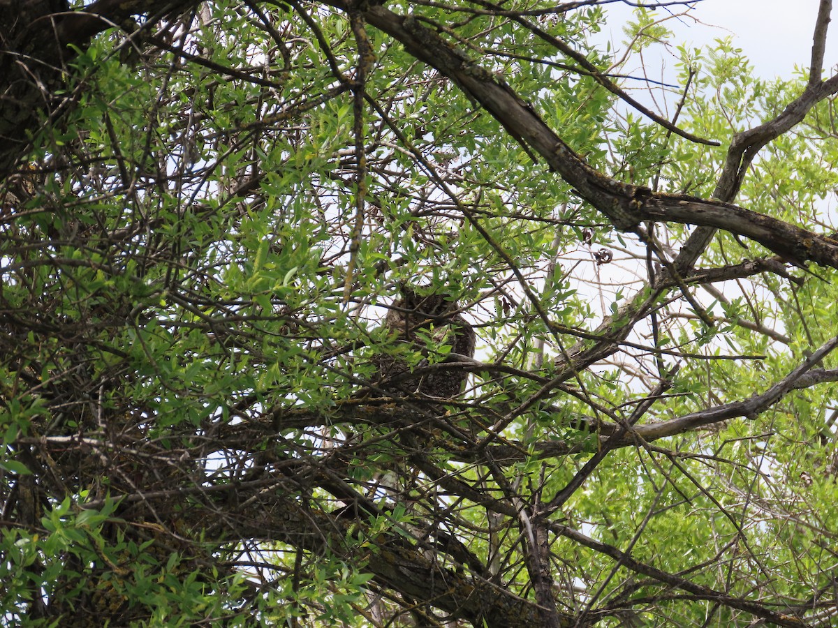 Great Horned Owl - ML620168708