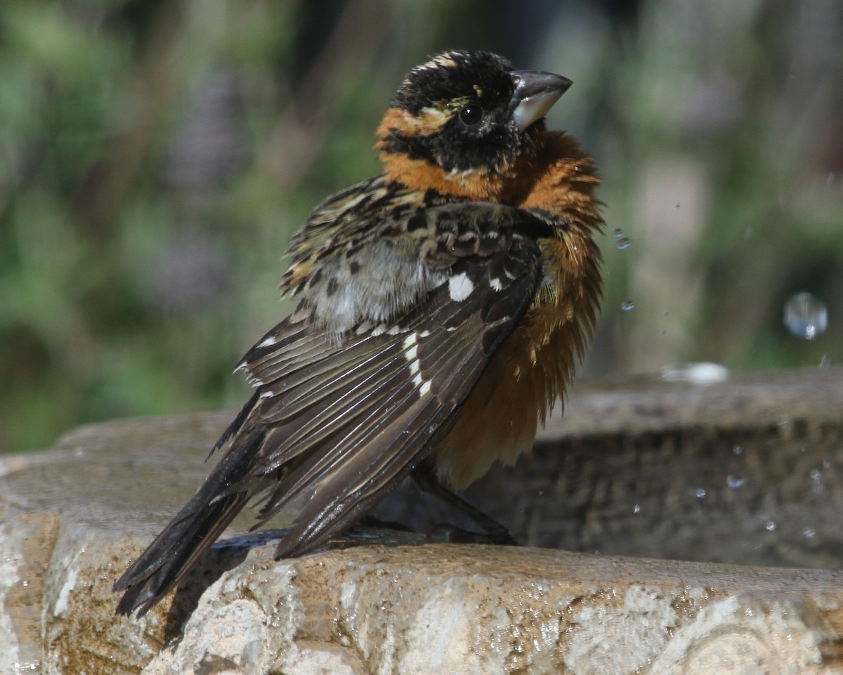 Black-headed Grosbeak - ML620168712