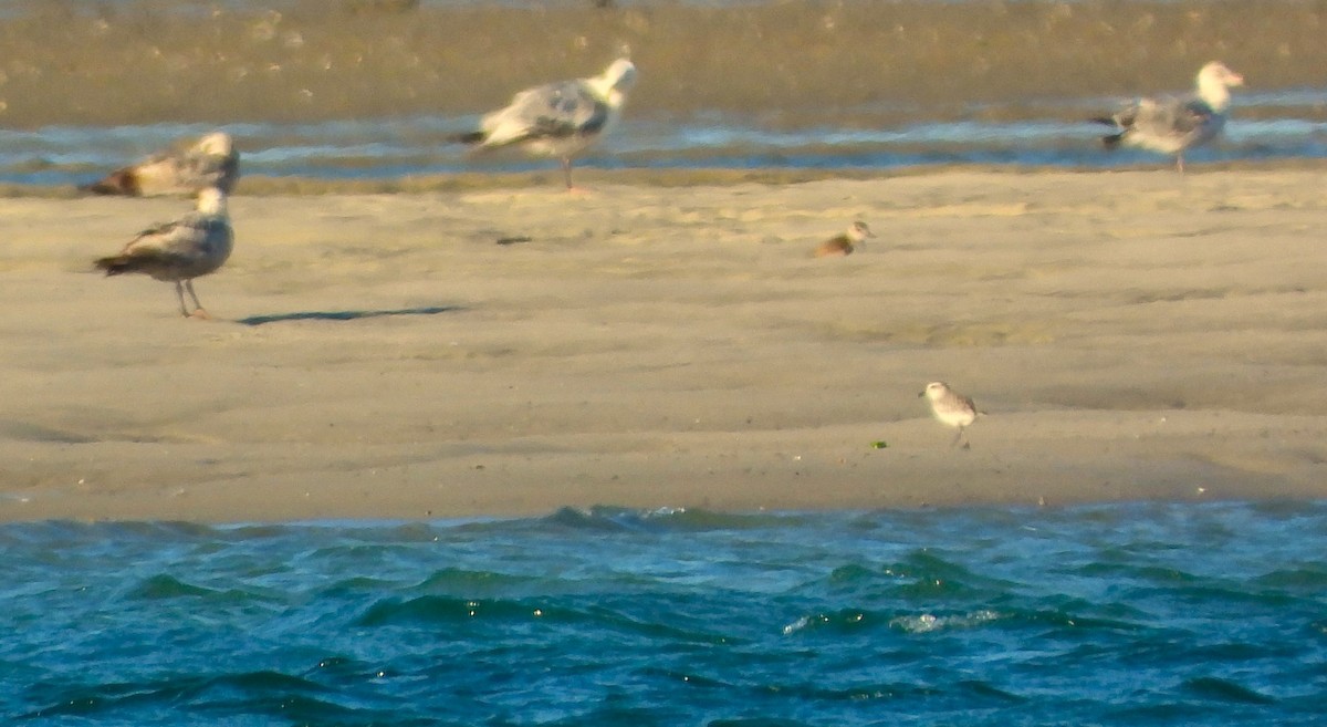 Piping Plover - ML620168714