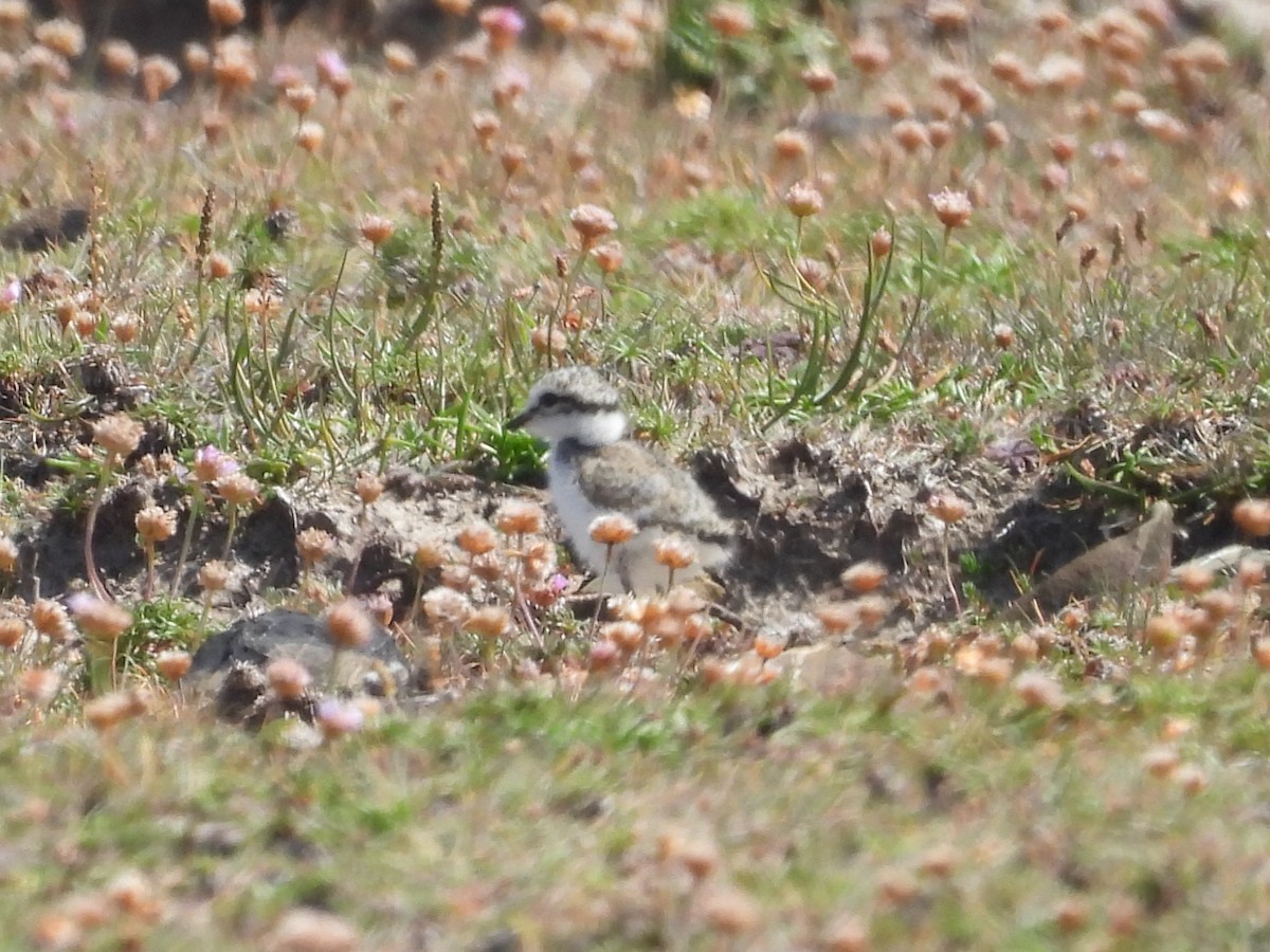 Common Ringed Plover - ML620168717