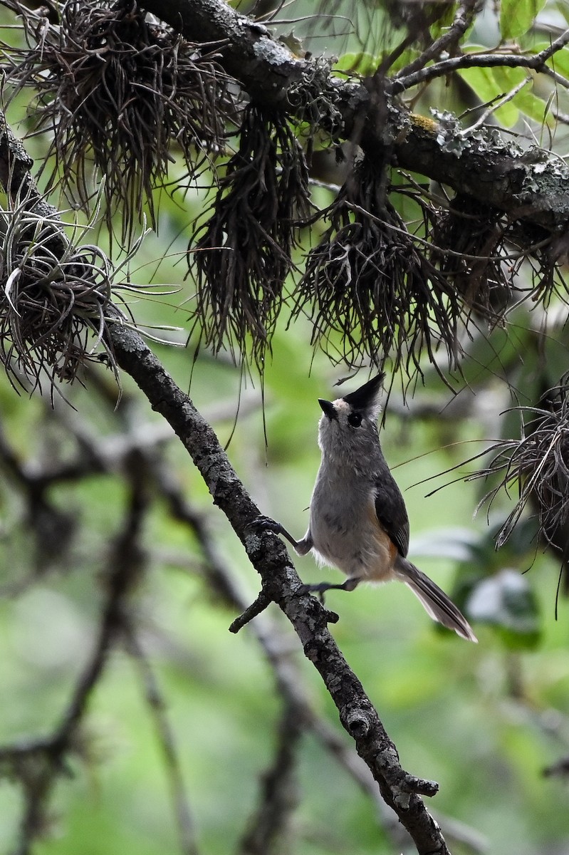 Black-crested Titmouse - ML620168719