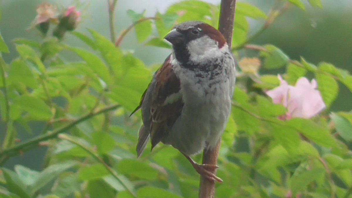 House Sparrow - ML620168720