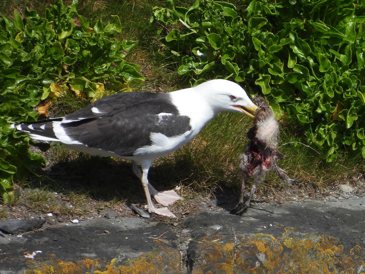 Great Black-backed Gull - ML620168721