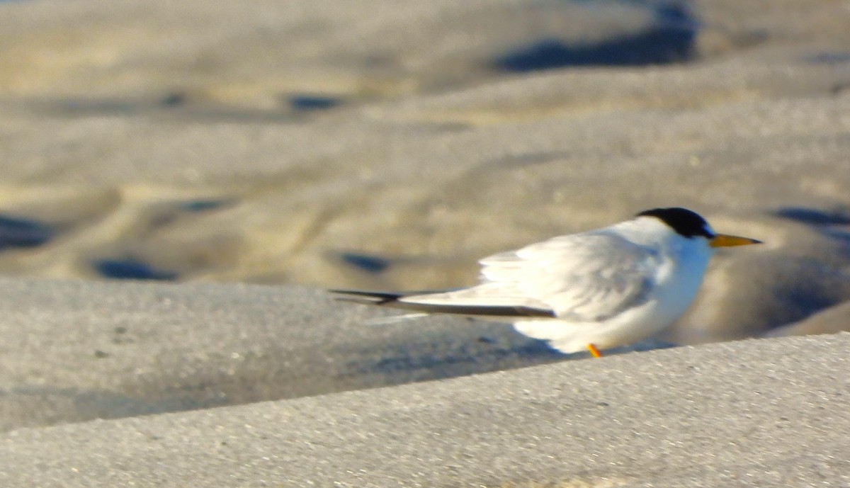 Least Tern - ML620168722