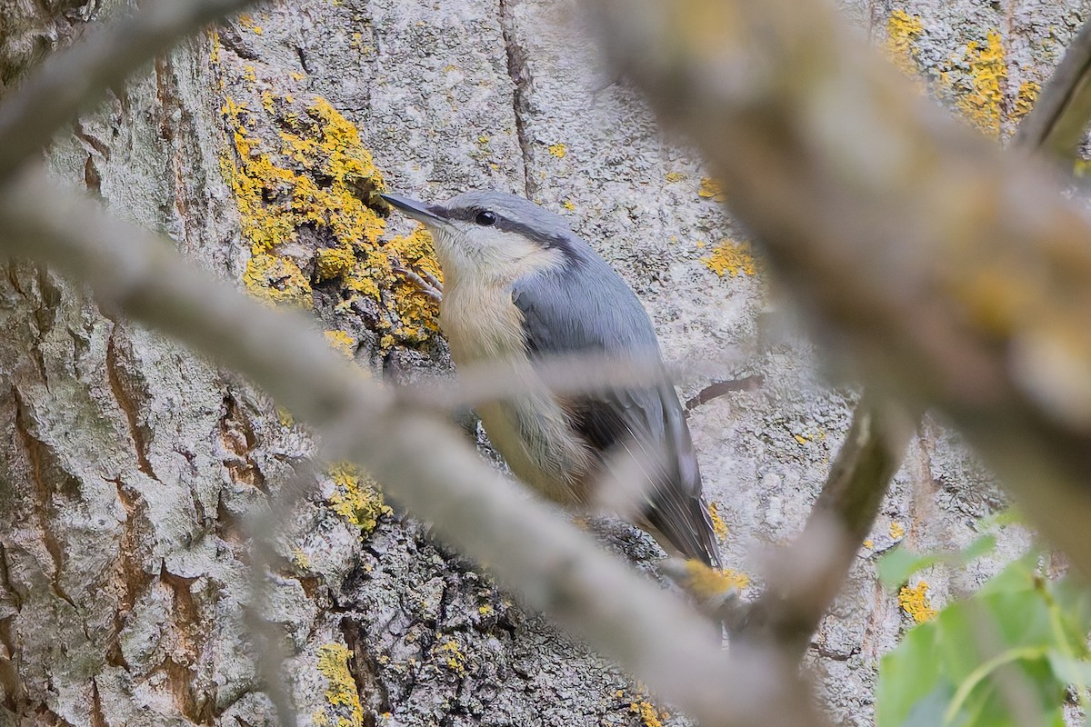 Eurasian Nuthatch - ML620168724