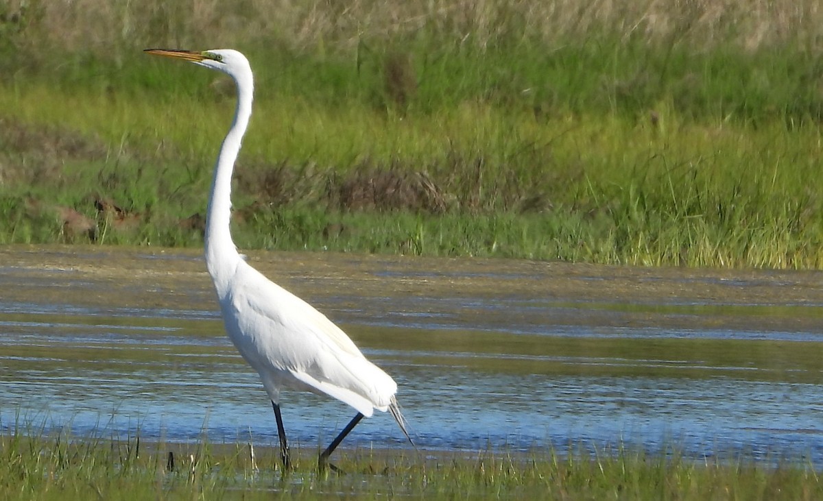 Great Egret - ML620168729