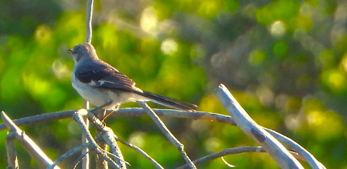 Northern Mockingbird - ML620168737