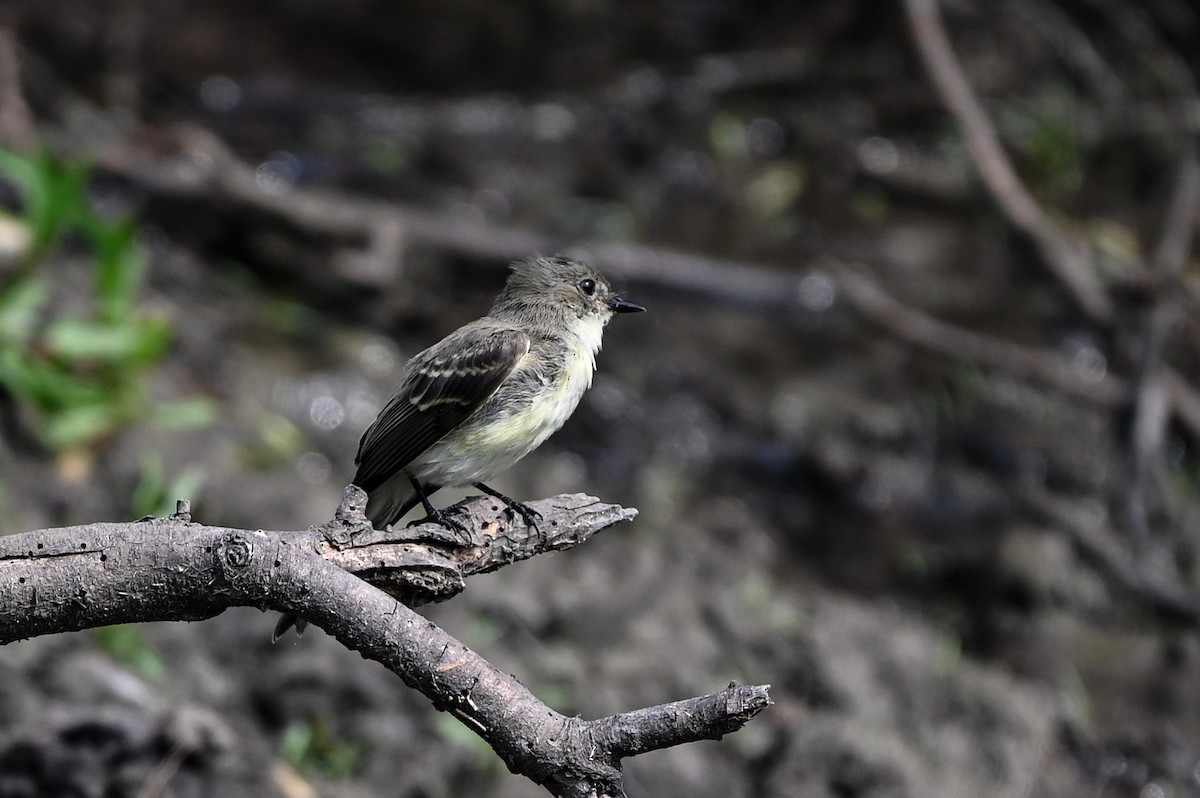 Eastern Phoebe - ML620168743