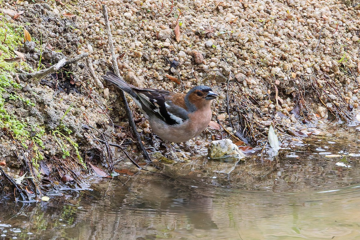 Common Chaffinch - ML620168746