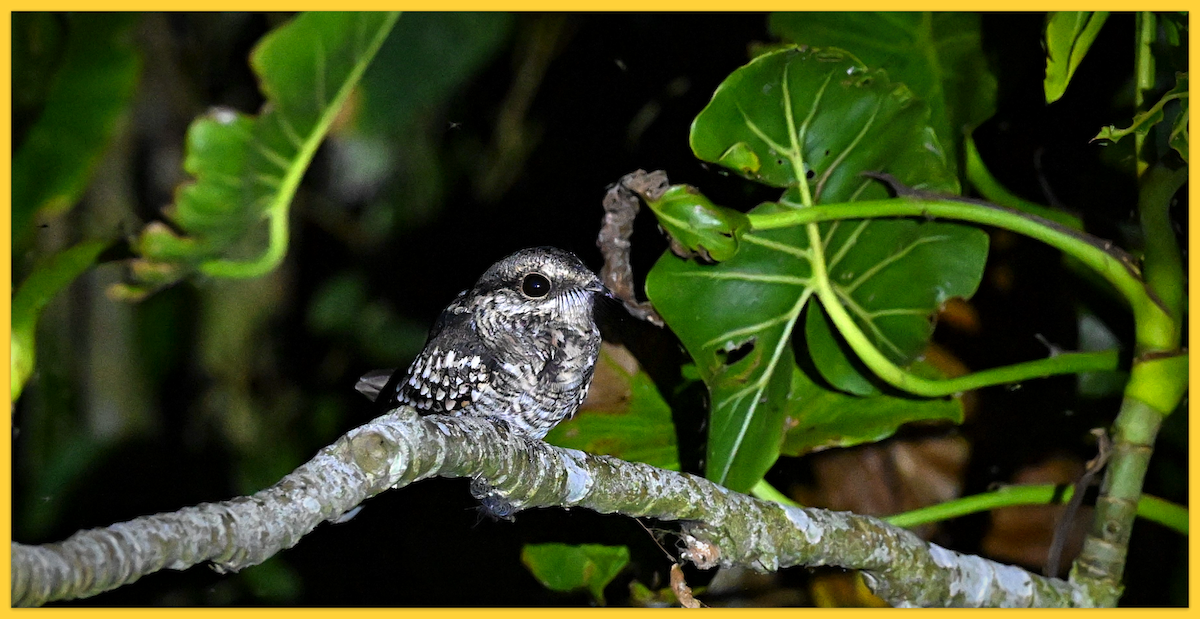 Blackish Nightjar - ML620168748