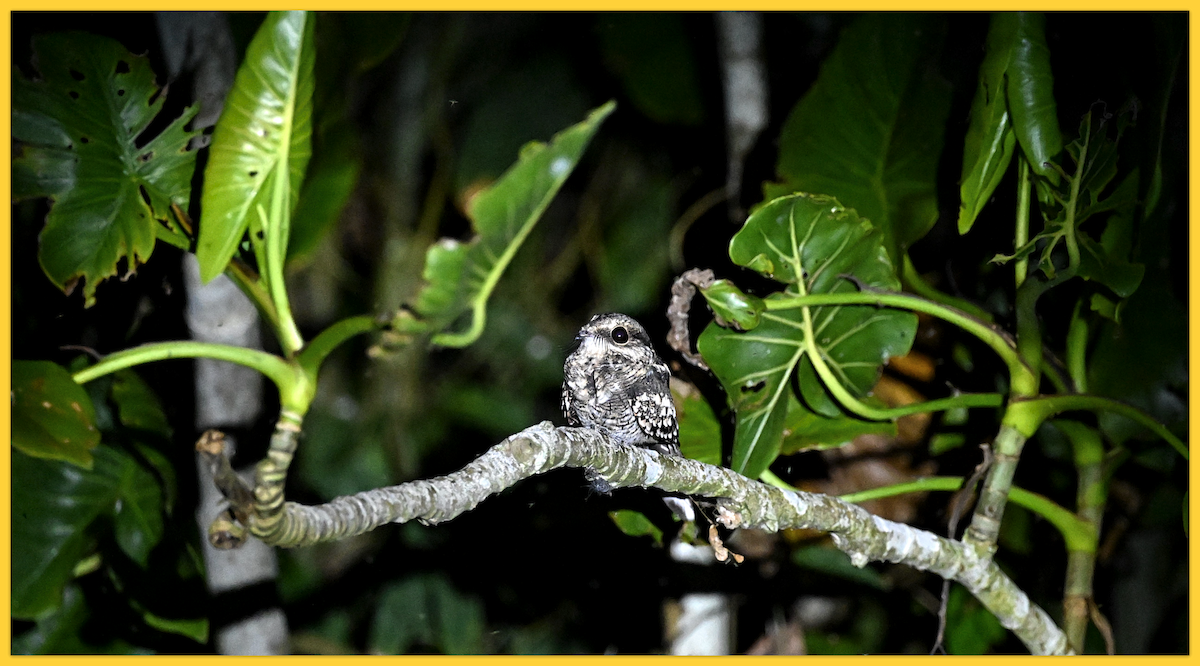 Blackish Nightjar - ML620168751