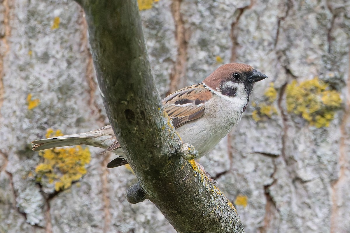 Eurasian Tree Sparrow - ML620168757