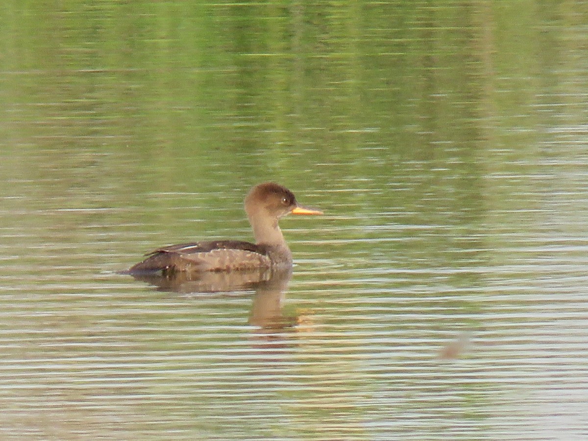 Hooded Merganser - ML620168760