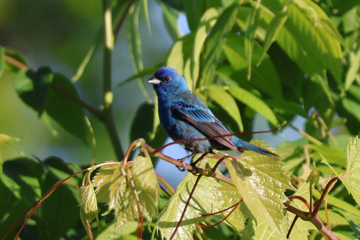 Passerin indigo - ML620168770