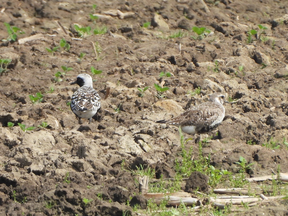 Black-bellied Plover - ML620168773