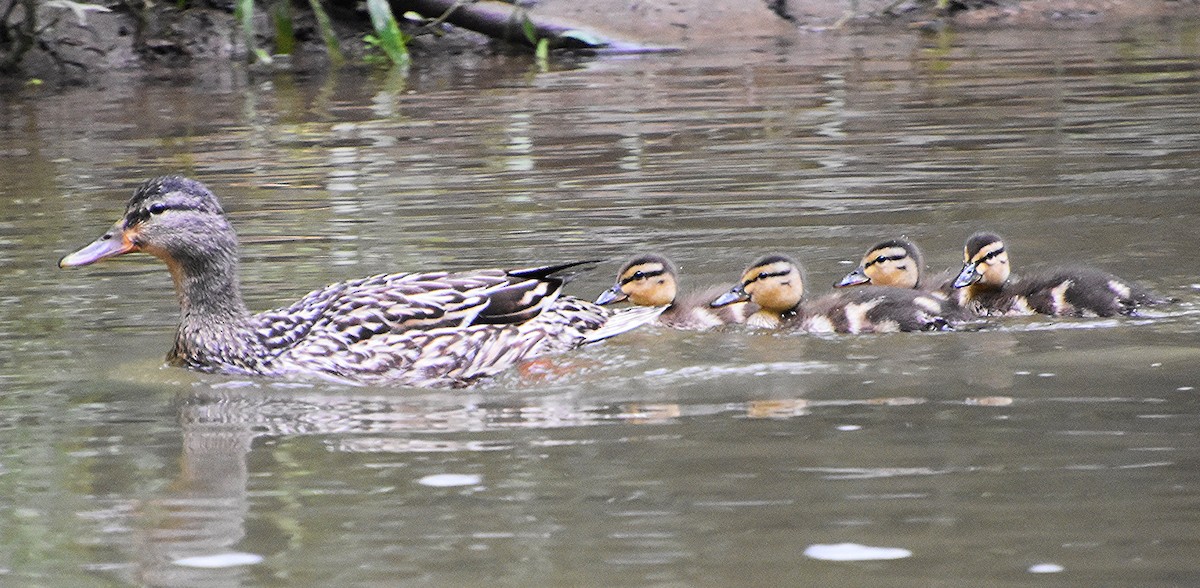 Mallard - ML620168775