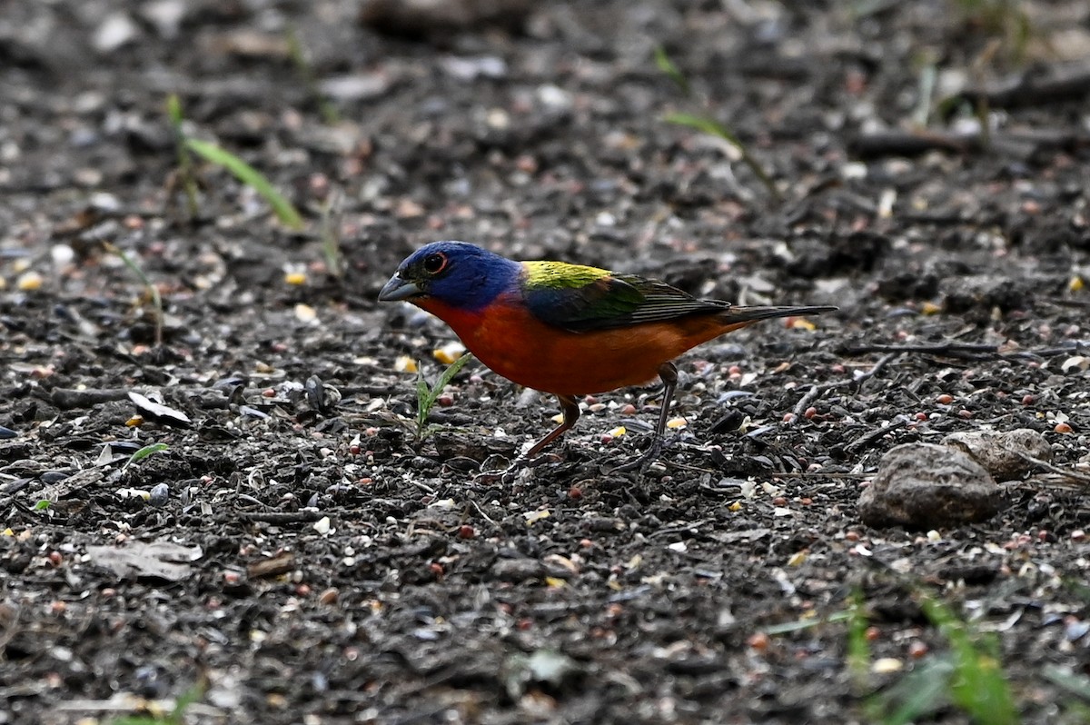 Painted Bunting - ML620168779