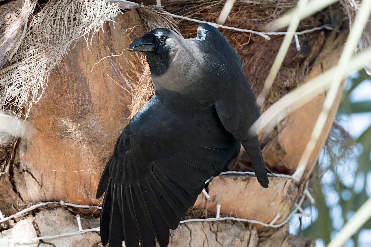 House Crow - ML620168782