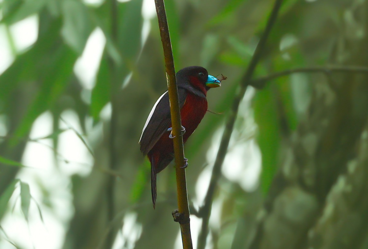 Black-and-red Broadbill (Black-and-red) - ML620168786