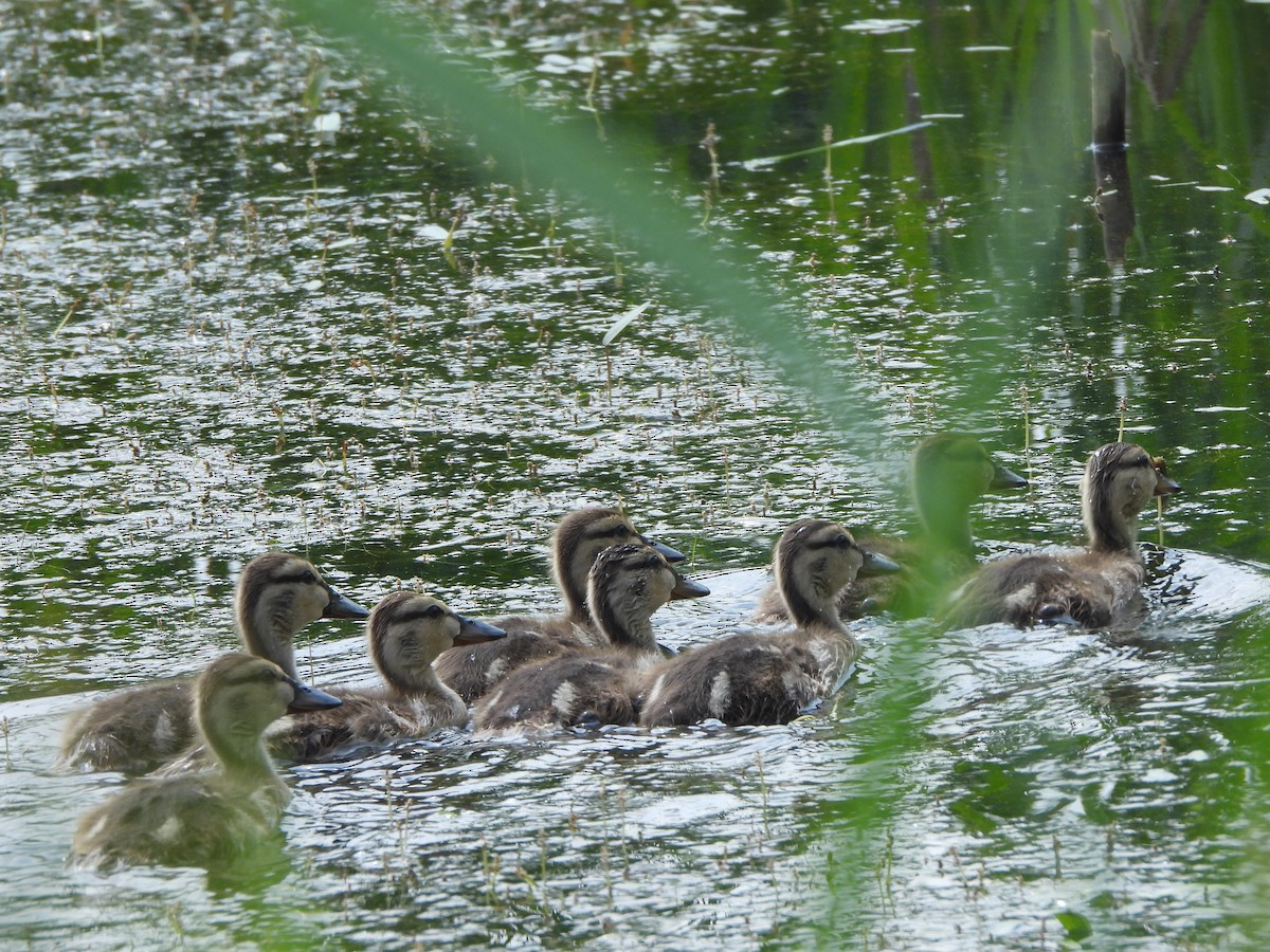 Mallard - ML620168793