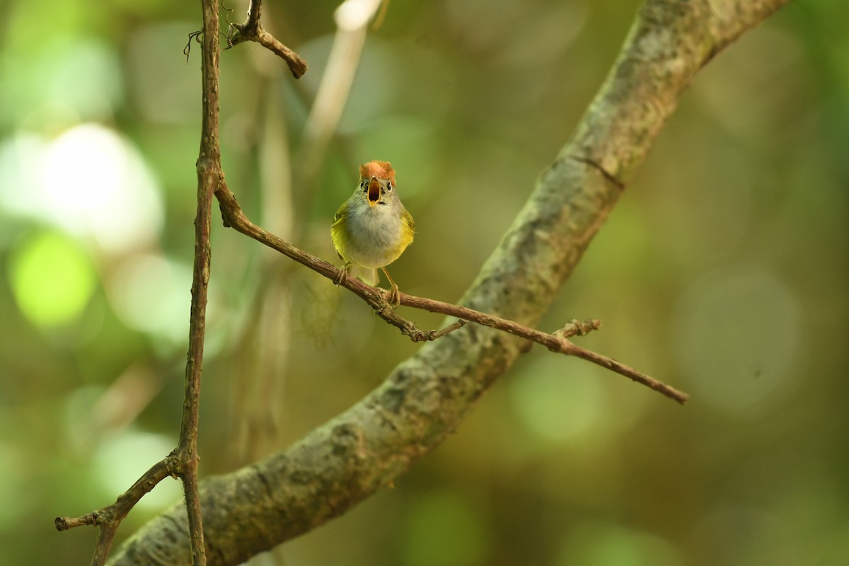 Chestnut-crowned Warbler - ML620168798