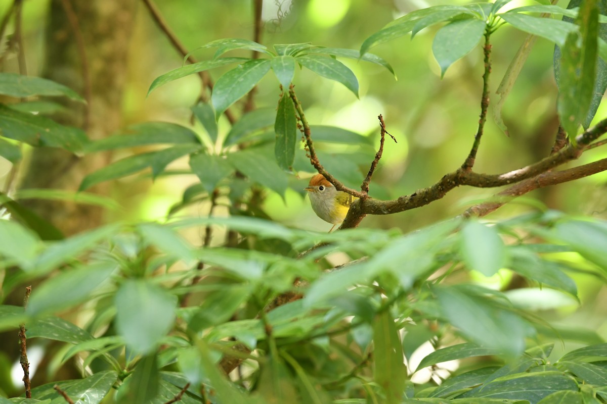 Chestnut-crowned Warbler - ML620168800