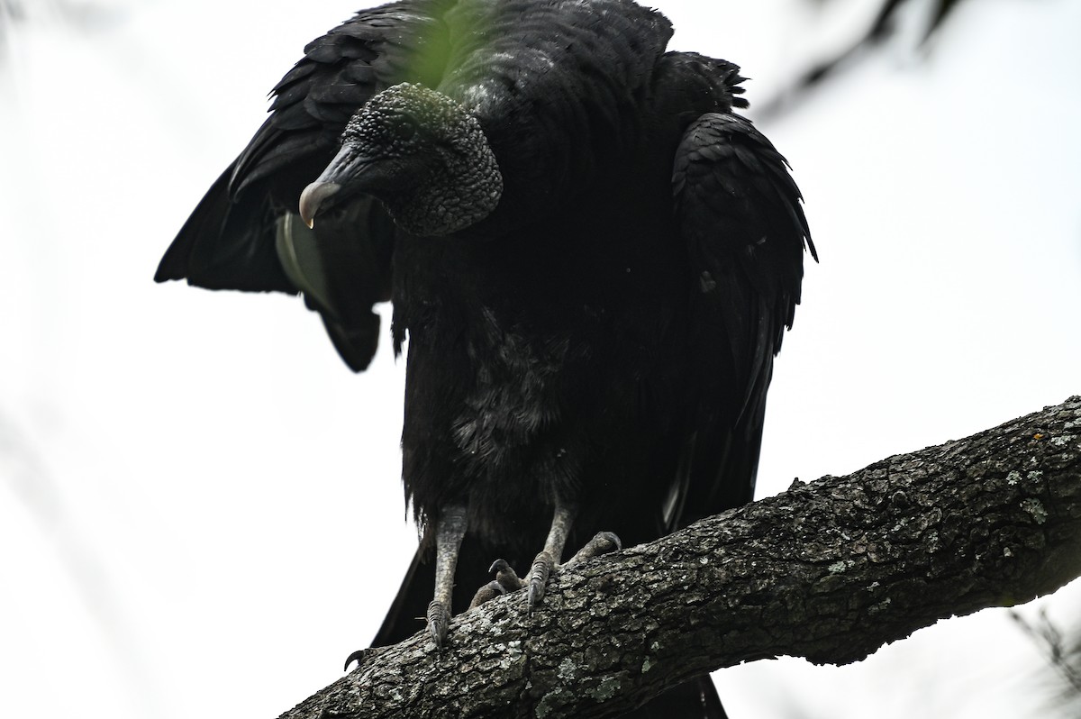 Black Vulture - ML620168802