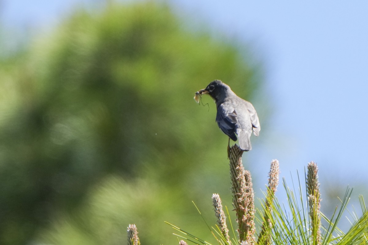 American Robin - ML620168803