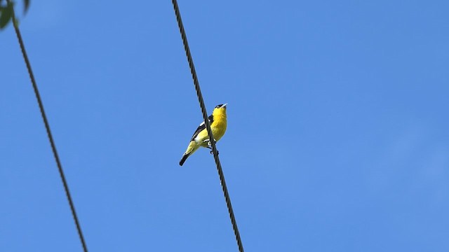 Common Iora - ML620168805