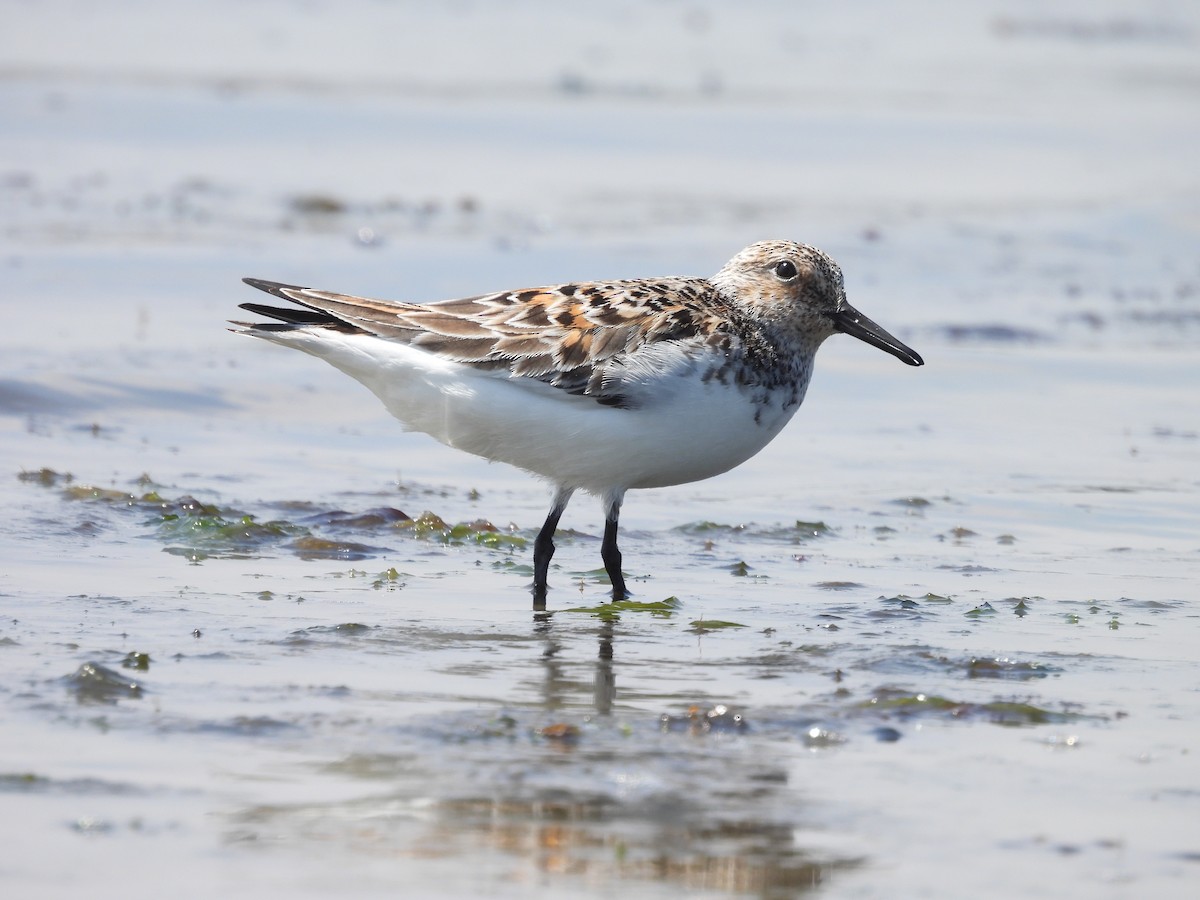 Bécasseau sanderling - ML620168806