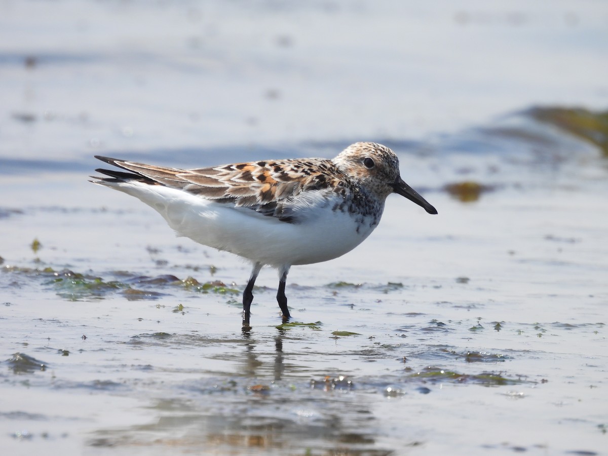 Bécasseau sanderling - ML620168807