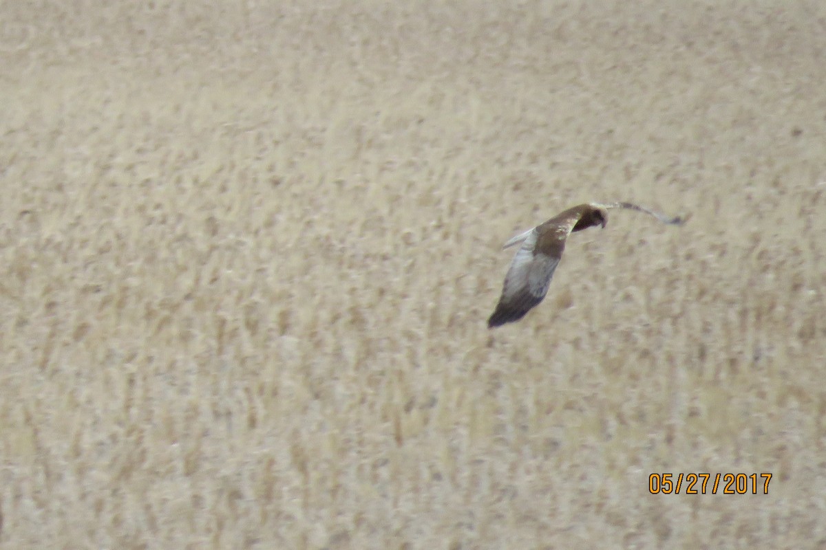 Western Marsh Harrier - Paul Wolter