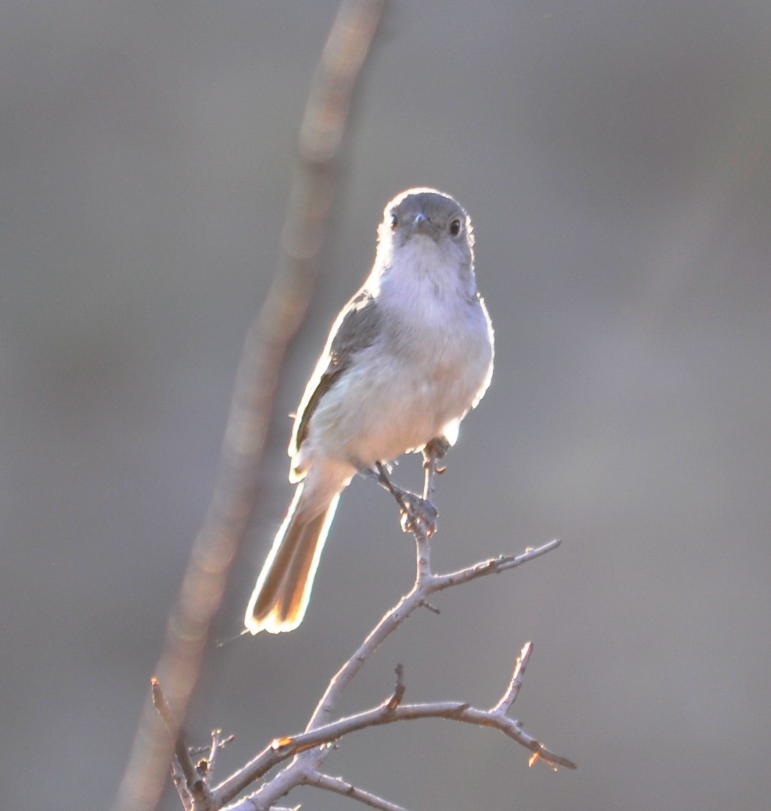 Gray Vireo - ML620168818