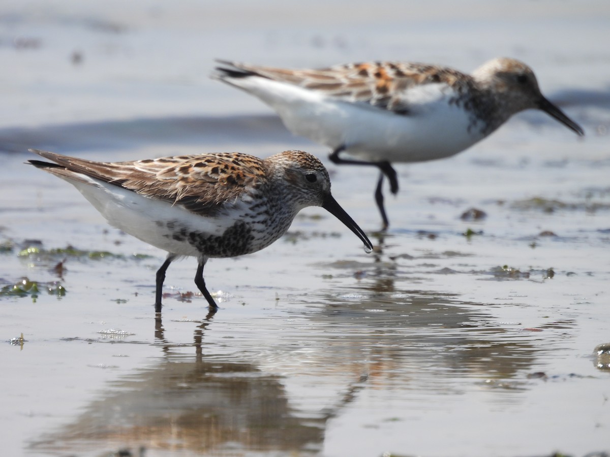 Dunlin - ML620168819