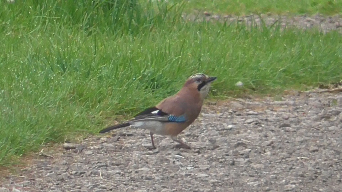 Eurasian Jay - ML620168820