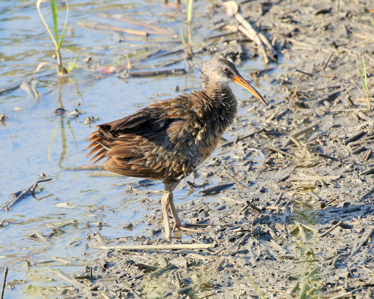 chřástal atlantický - ML620168825